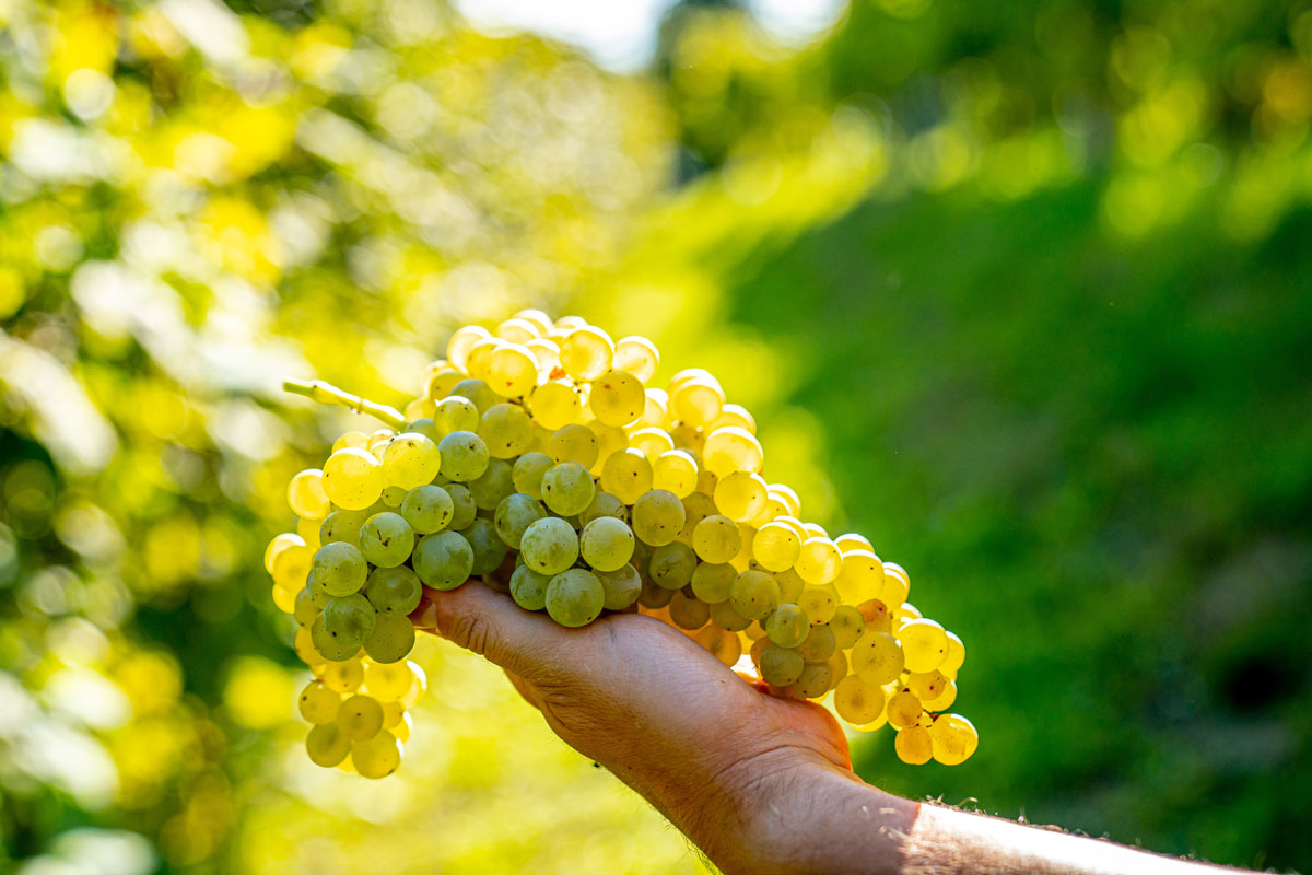 ワインの基礎知識: ブドウ品種による味わいの違いを徹底解説